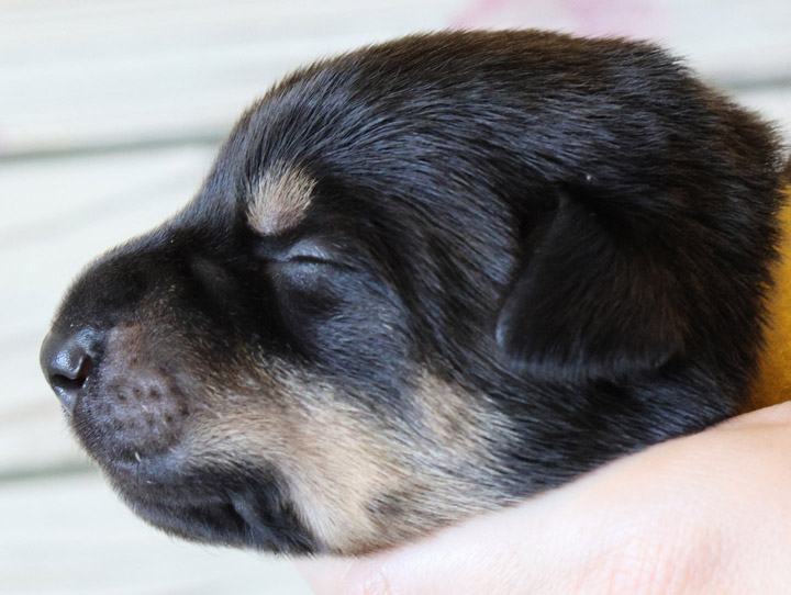 chinook puppy